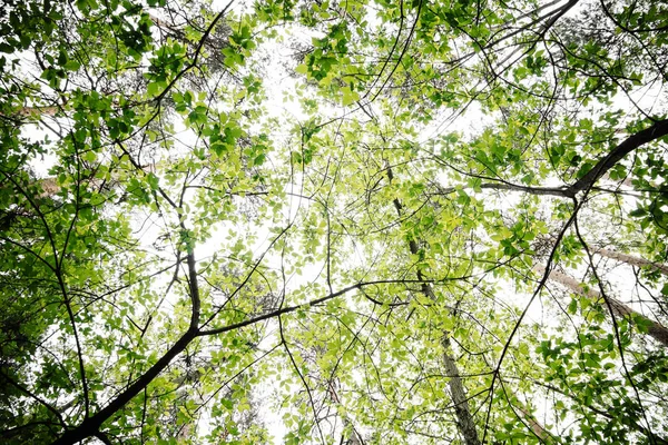 Yeşil arka planlar üzerinde bırakır. Güzel yaprakları ve parlak güneş. Güneş ışığı ile yeşil orman.