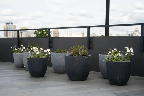 Bir dış modern çiçek yatak. Bahçe dekoratif çim ile beton ve taş ayrıntılar. Çağdaş tasarım.