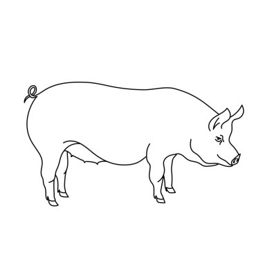Domuz çizgisi çizimi. Logo, simge, amblem, şablon ve rozetler için minimalist bir tarz. Beyaz arkaplanda izole.