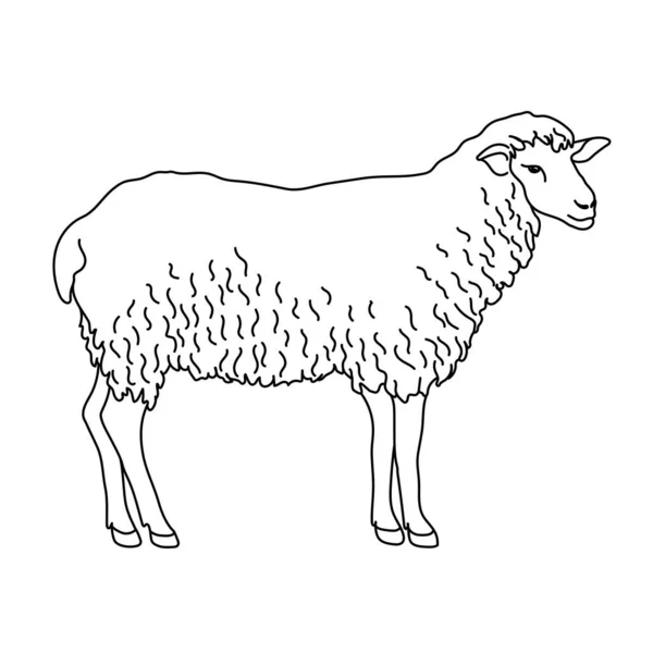 Koyun çizimi. Logo, simge, amblem, şablon ve rozetler için minimalist bir tarz. Beyaz arkaplanda izole.