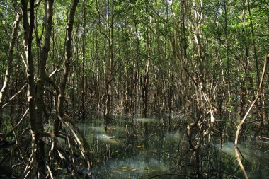Eğitim iz mangrov orman içinde. sulak öğrenim merkezi. doğal ekosistem geniş yürüyüş. 
