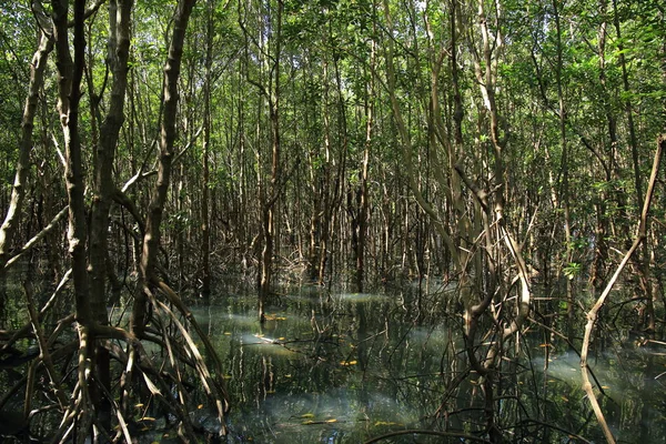 Eğitim iz mangrov orman içinde. sulak öğrenim merkezi. doğal ekosistem geniş yürüyüş. 