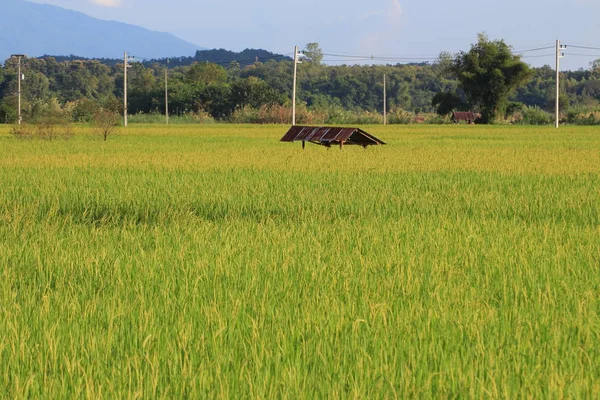 Tarım Alanları Ağaçlar Arka Sıra Ile Pirinç Pirinç Tam Yetişkin — Stok fotoğraf