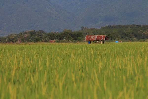 hut in middle of rural rice fields