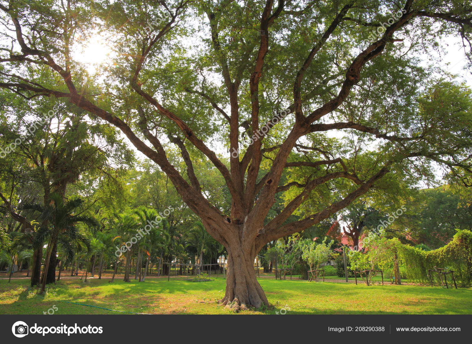 Full Grown Tamarind Tree Lush Tropical Green Environment Sun Back Stock Photo Image By C Suebsiri 903 Full Grown Tamarind Tree Lush Tropical Green Environment Sun Back Stock Photo Image By C Suebsiri 903