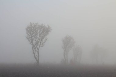 çam ormanı silüeti. sıcak sabah güneş ışığı hamamları kapsayan orman çok sabah dağ sis onun olabilir yalnızca anahat biçiminde ağaçların gördüm.