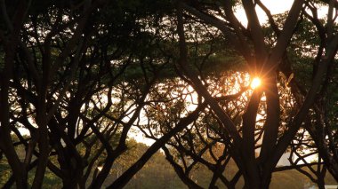 Yemyeşil tropikal yeşil çevrede tam yetişkin demirhindi ağacıyla arka ve sıcak güneş ışık parlaklık ağaç taç ile güneşte. 