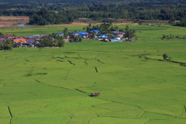 Tarım alanları ağaçlar arka sıra ile pirinç. pirinç tam yetişkin alanları
