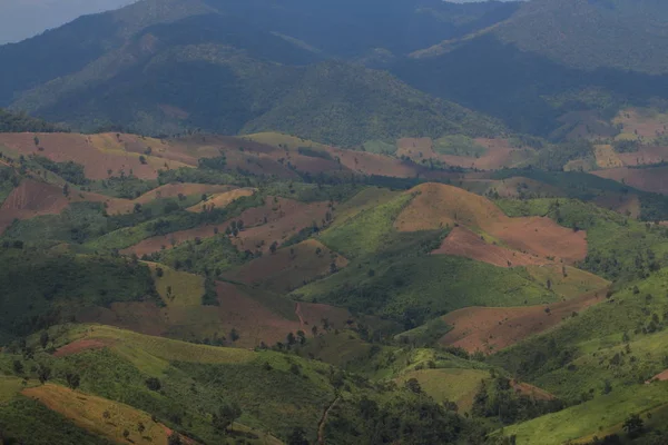 Deforestation Landscape Intensive Used Single Crop Farmland Green Trees Dotted — Stock Photo, Image