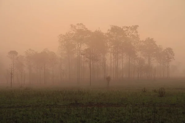 silhouette of pine forest. warm morning sun light baths the morning mountain fog covering the forest so its can be seen only the outline form of the trees.