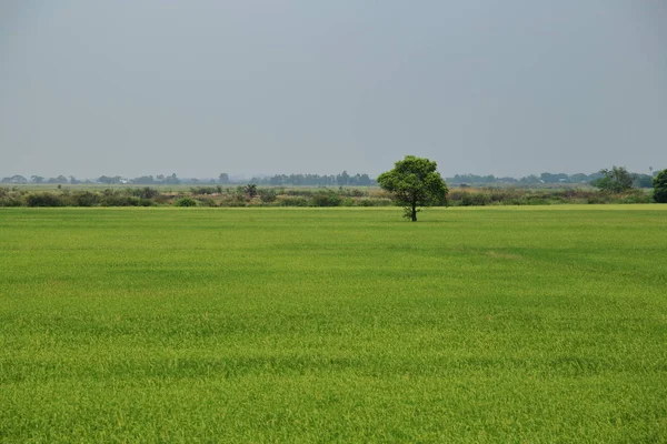 rice agriculture fields with row of trees in the back. full grown fields of rice
