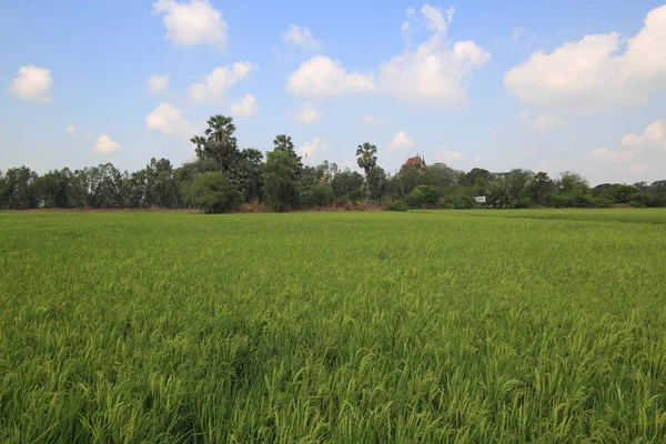Reisfelder Mit Baumreihen Hintergrund Ausgewachsene Reisfelder — Stockfoto
