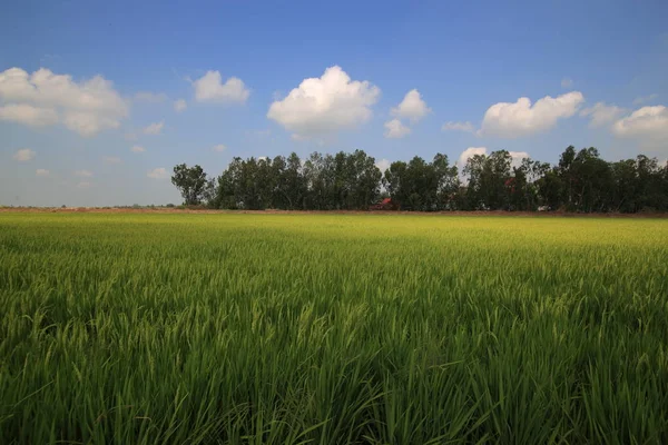 Campos Agricultura Arroz Com Linha Árvores Parte Trás Campos Arroz — Fotografia de Stock