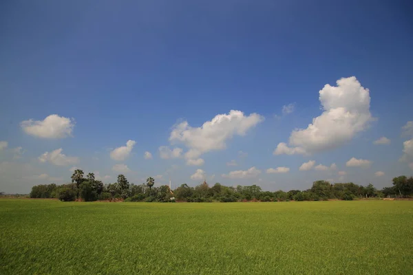 後ろの木の列で水田農業 米の完全に成長したフィールド — ストック写真