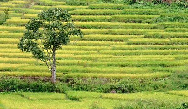 Terrazas Arroz Pie Árbol Campo Arroz Alimentado Por Lluvia Valle —  Fotos de Stock