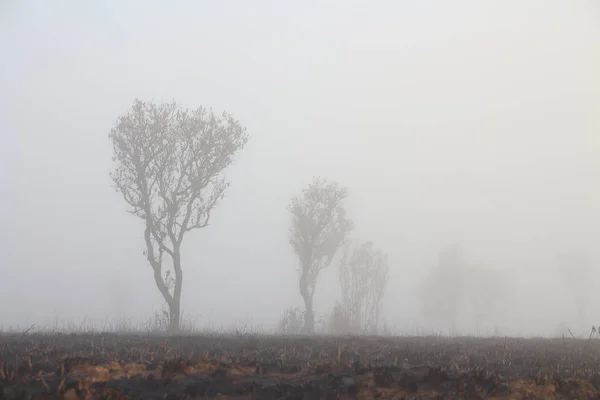 Bosque Montaña Una Niebla Matutina Silueta Árboles Arbolado Espesa Niebla —  Fotos de Stock