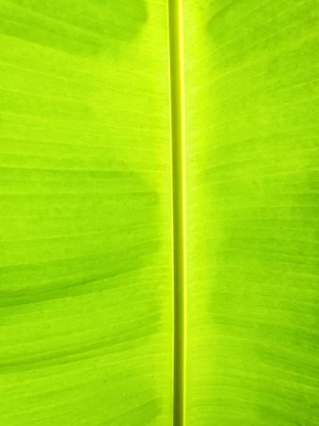 Streszczenie Tło Liść Banana Tropikalną Świeżość Relaksujące Spa Koncept — Zdjęcie stockowe
