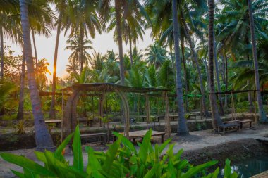 Hindistan cevizi plantasyon hendek ve orchard Tayland hazne