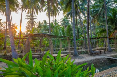 Hindistan cevizi plantasyon hendek ve orchard Tayland hazne