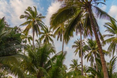Hindistan cevizi plantasyon hendek ve orchard Tayland hazne