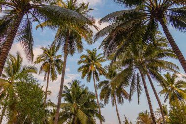 Hindistan cevizi plantasyon hendek ve orchard Tayland hazne