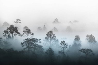 birden çok katman tropik yağmur ormanı orman puslu buharı sabah sis tarafından örtülü silüeti. Doğal park, argo Luang, Tayland ağaçlarda sıra ile güzel bir düz içinde rüya gibi daybreak.
