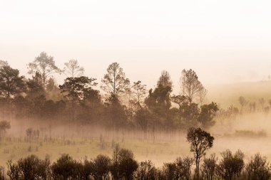 tropikal orman silüeti, sabah sis kaplı. puslu ormanlarda Tayland Dağı'nda. beyaz su buharı sadece özet görülebilir ağaçlar kaplı.