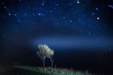Ağacın altında samanyolu galaksi yıldız. Ağaç yıldız kapak gece gökyüzünde.