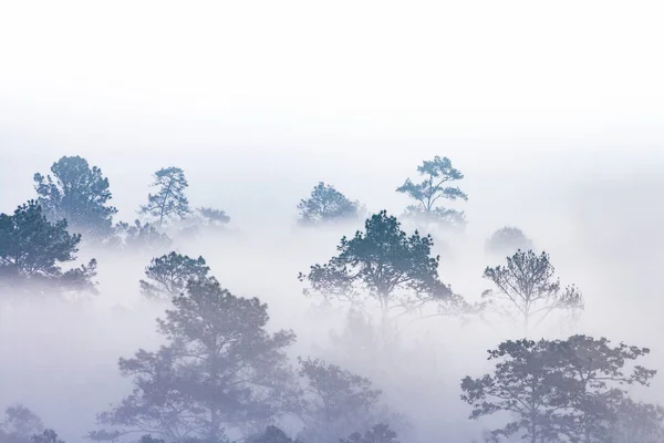 Silhouette Foresta Tropicale Ricoperta Nebbia Mattutina Giungle Nebbiose Sulla Montagna — Foto Stock