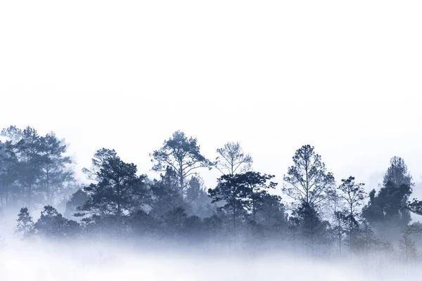 Silhouette Plusieurs Couches Forêt Tropicale Humide Couverte Brouillard Matinal Vapeur — Photo