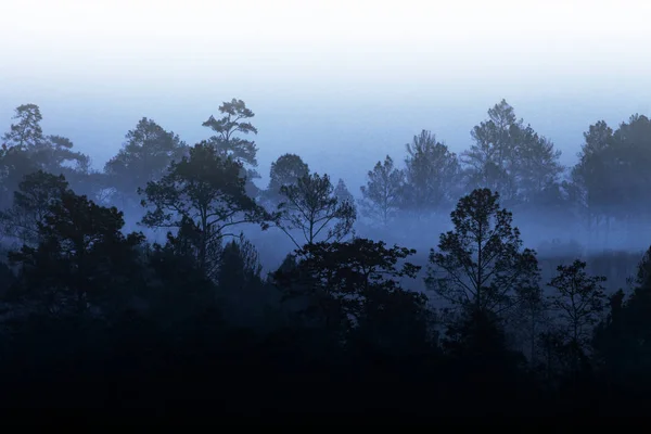 Silueta Múltiples Capas Selva Tropical Cubierta Por Niebla Vaporosa Vapor — Foto de Stock