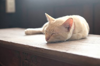 bir ahşap tahta üzerinde uyuyan sevimli kedi. ahşap zemin tahta üzerinde yatan küçük yerli kedi.