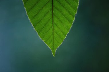 Yeşil yaprak ucu. Dipterokarpus yaprağının ve damar yapısının yakın çekimi.  