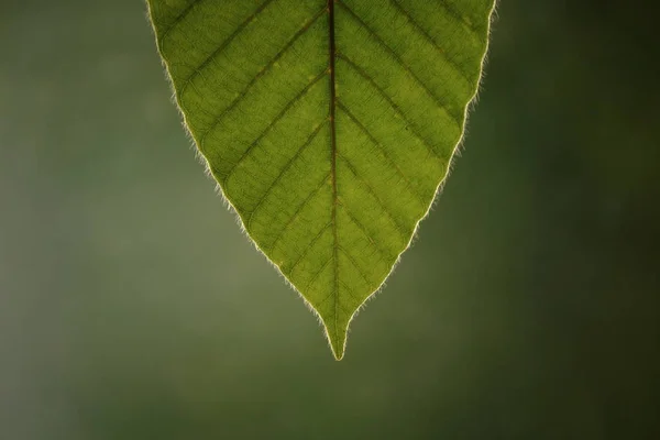 Pointe Feuille Verte Plan Rapproché Structure Des Feuilles Des Veines — Photo