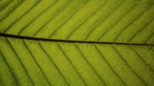 Detalhes Textura Folha Verde Close Padrão Estrutura Folha Veia Dipterocarpo — Fotografia de Stock