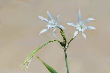 Çiçek pancratium maritimum deniz-nergis