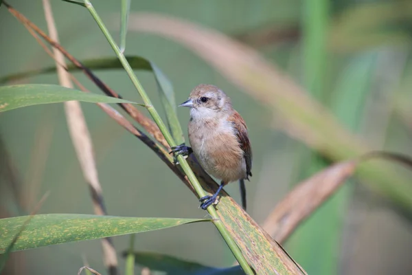 Bird Penduline Tit Reeds — 스톡 사진