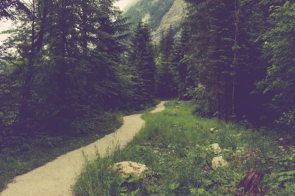 Walk in deep forest of Hallstatt, Austria, Europe. Around rich and deep green pines. Rainy summer day