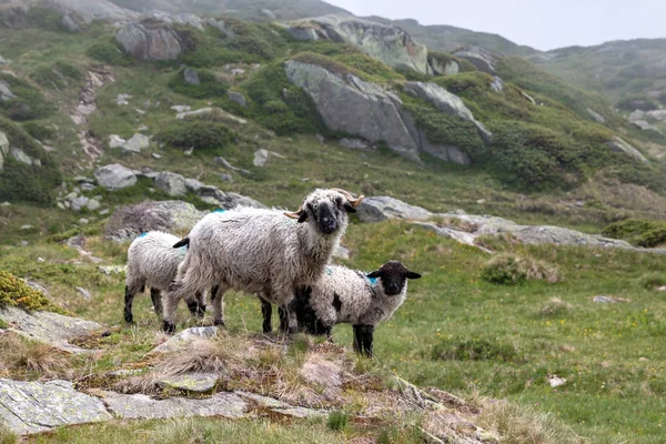 Closeup sheeps in mountains scenes