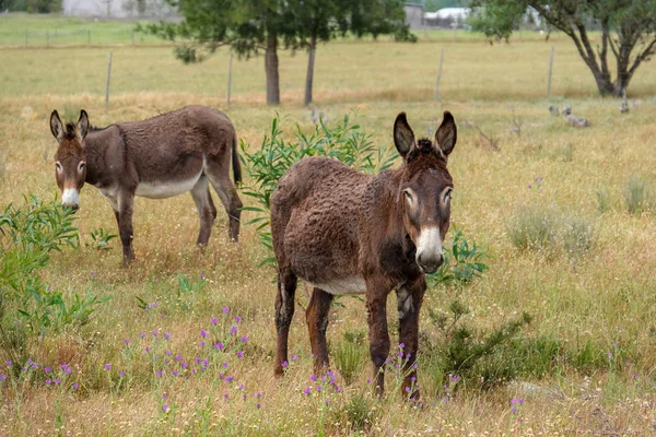 young donkey grazing in a grass medow on an overcast day