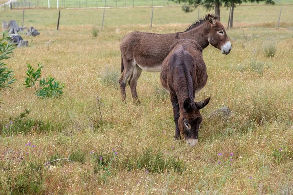 Fiatal Donkey Legelészik Füves Területek Egy Borús Napon — Stock Fotó