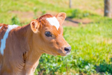 Sadece annesinden ayrı kaldıktan sonra padok yürüyüş genç bir süt ineği görüntüsünü
