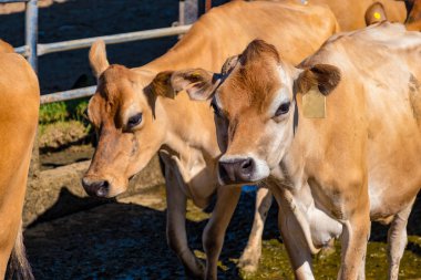 hemen sonra bir çiftlikte sağılan süt ineği