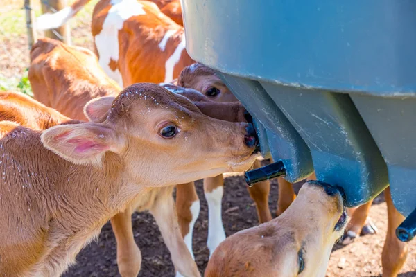 image of young dairy cows being fed by humans in a  paddock just after being separated from their mother