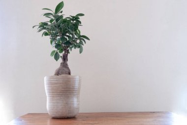 Lekeli ahşap bir masanın üzerindeki bonsai ağacı, arka planda bir duvara karşı.