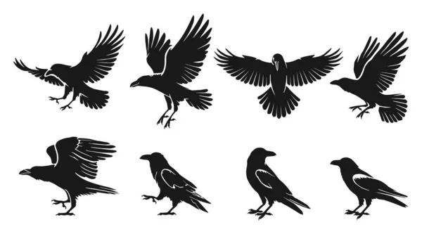   Siyah karga seti ya da kuzgun kuş silueti. Vektör illüstrasyonu beyaz arkaplanda izole edildi.