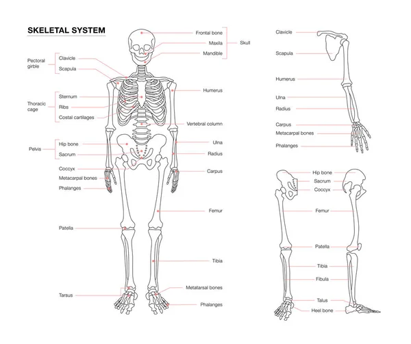白い背景に隔離された人間の骨格システムの輪郭 — ストックベクタ
