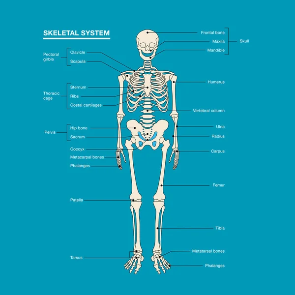 Ανθρώπινο σκελετό σύστημα περίγραμμα απομονώνεται σε λευκό φόντο — Διανυσματικό Αρχείο