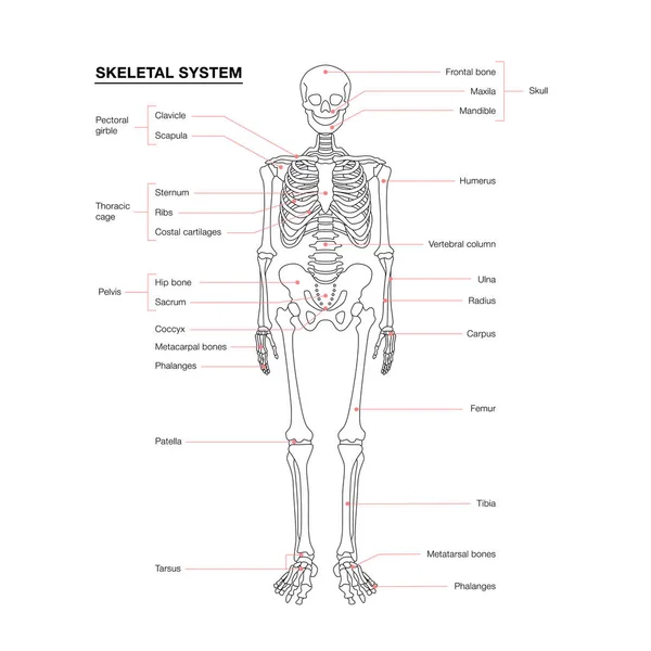 Esqueleto humano esquema do sistema isolado sobre fundo branco —  Vetores de Stock