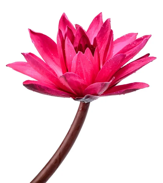 Lotus Flower Isolated White Clipping Path — Stock Photo, Image